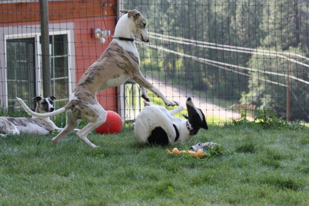 whippets playing in the yard