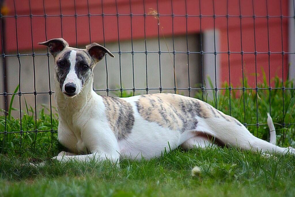 Bridle whippet Rexha laying in the yard
