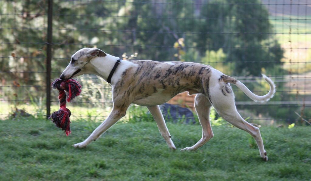 whippet in motion