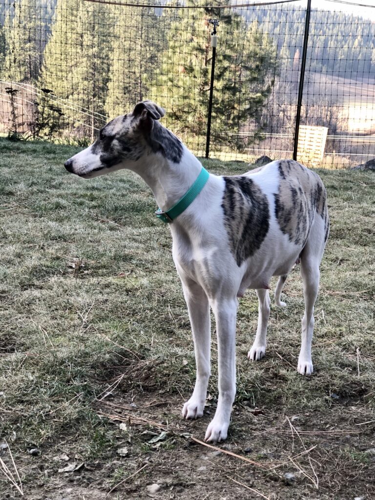 fawn brindle whippet in Washington