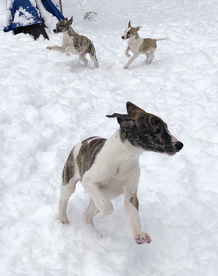 whippet puppies playing in the washington snow
