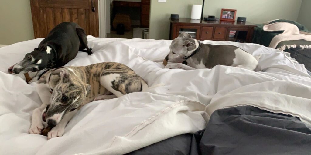 whippets love the company of other whippets