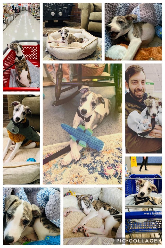 whippet pic collage