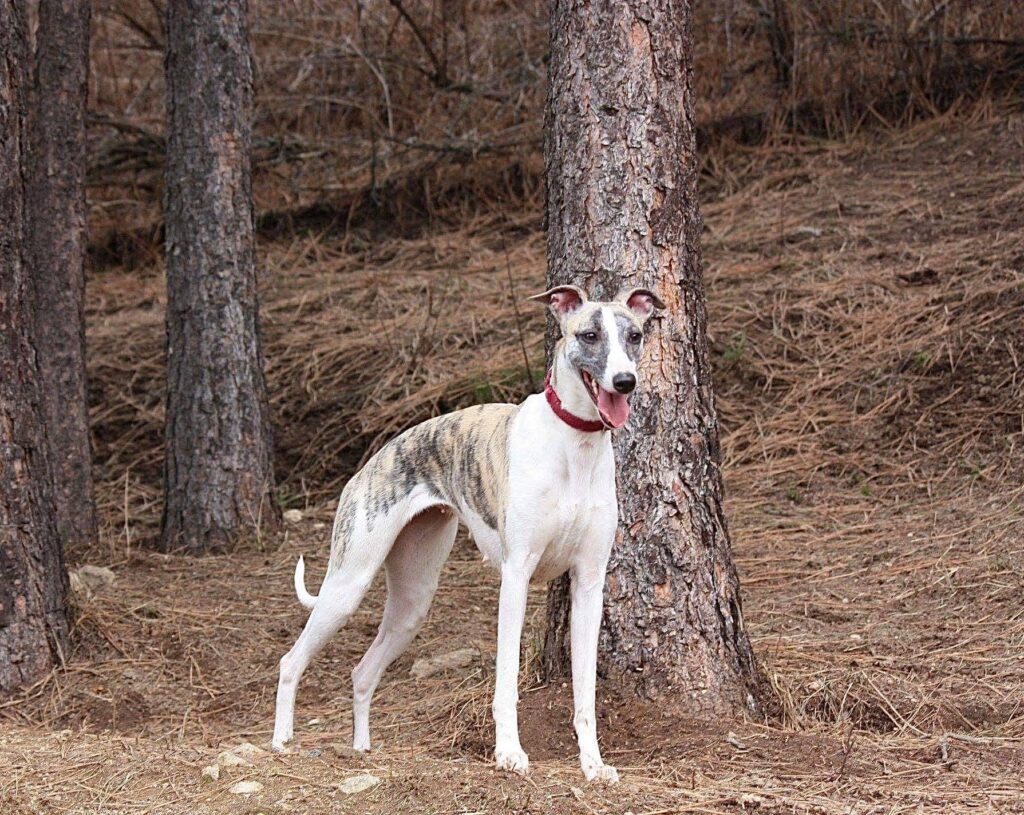 whippet in the trees