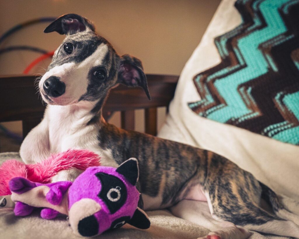 whippet puppies in washington state