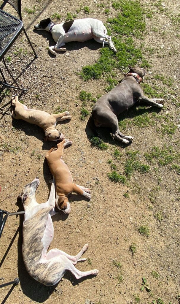 sunbathing whippets with pit bulls