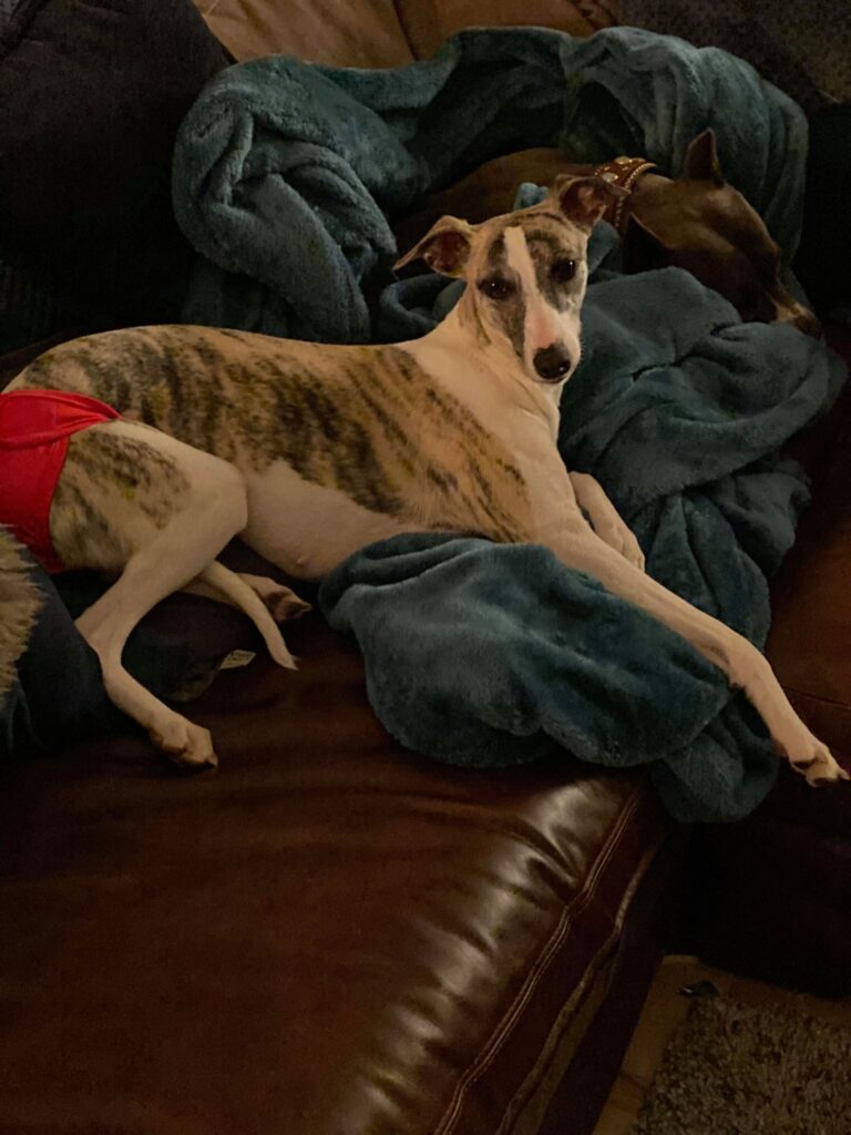 fawn brindle whippet