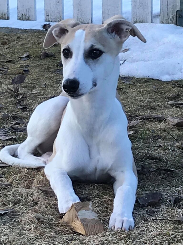 fawn and white whippet puppy