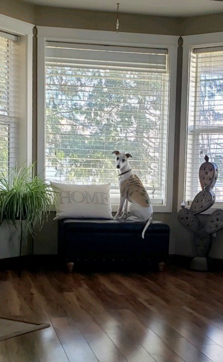 a house is not a home without a whippet