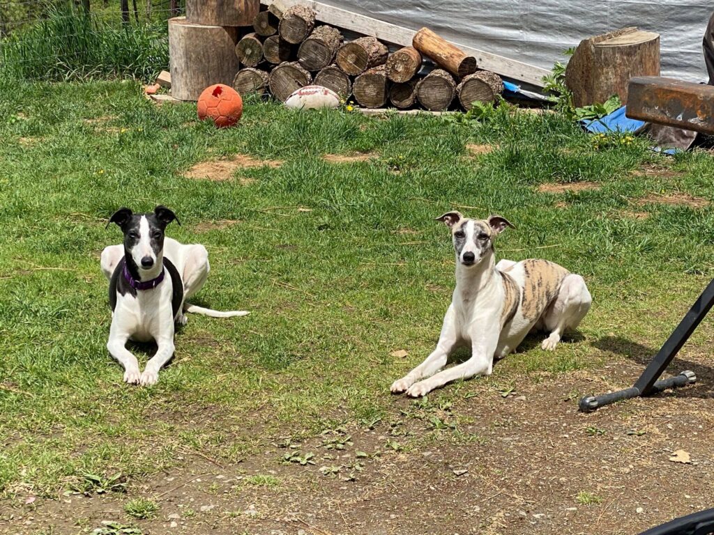 two female whippets