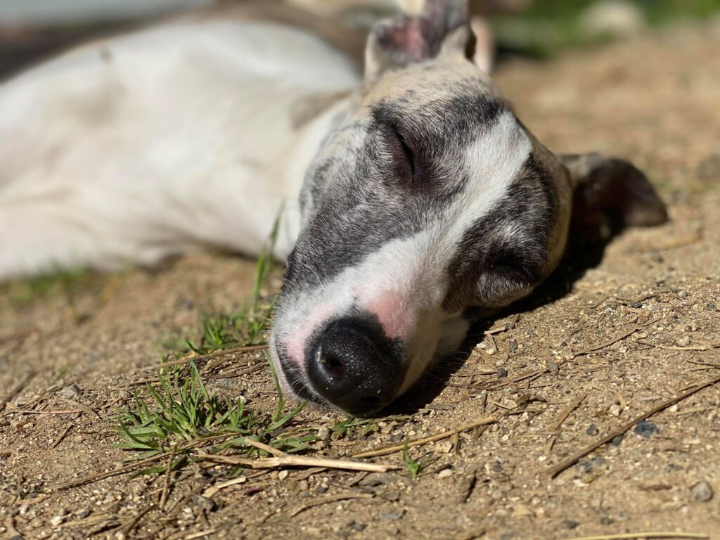 whippets love warm weather