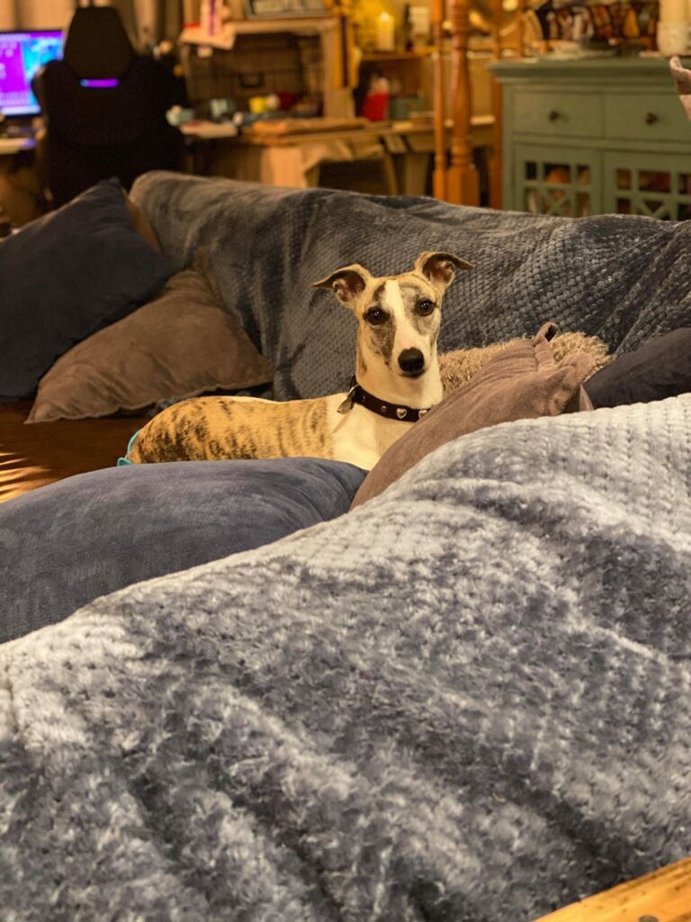 whippets love the couch