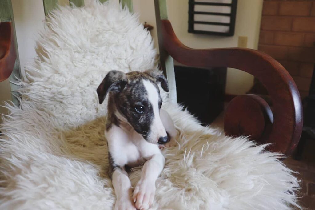 brindle whippet puppy in Boise Idaho