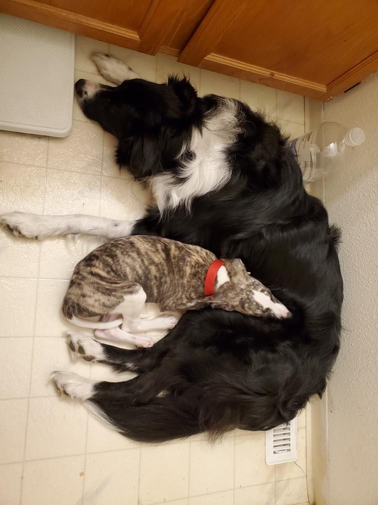 best buds border collie and whippet