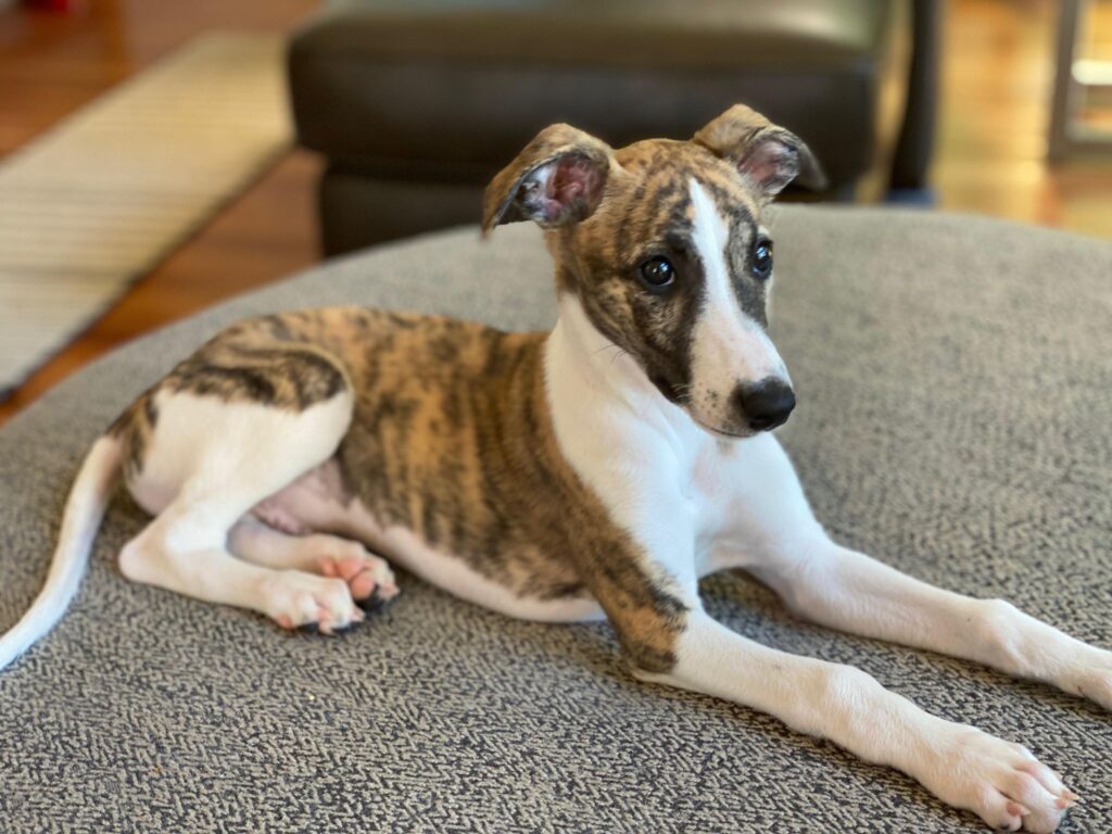 brindle whippet puppy