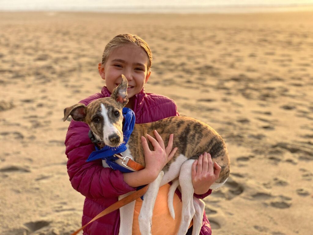 taking your whippet to the beach