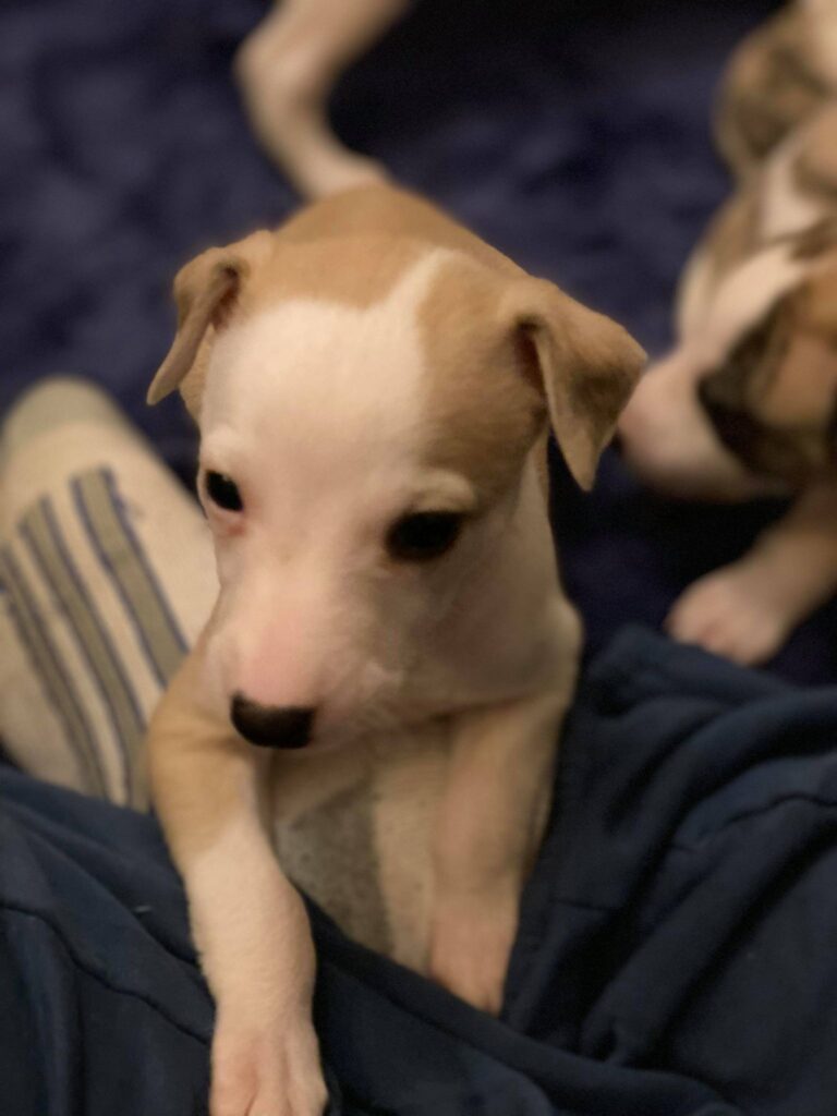 red and white whippet puppy