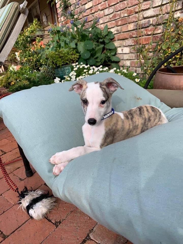fawn brindle whippet puppy in california