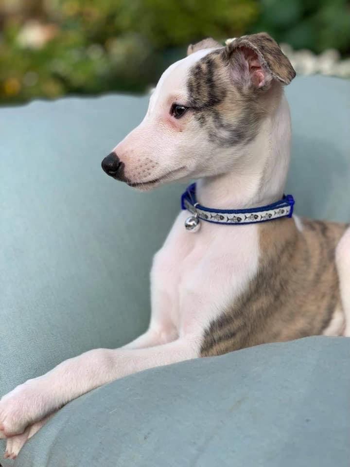 whippet puppy striking a pose