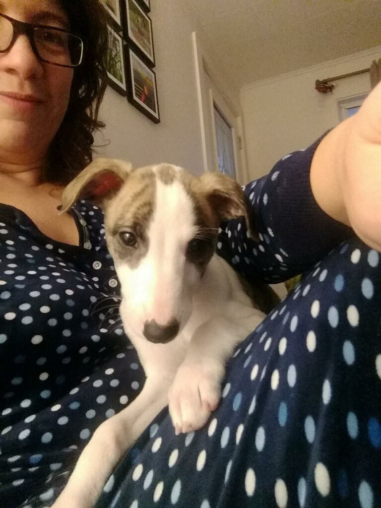 whippet puppy sitting on lap