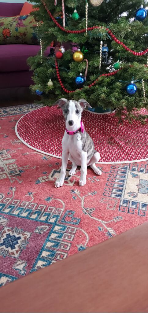 whippet puppy for christmas