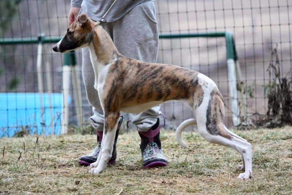 show quality whippets in washington state