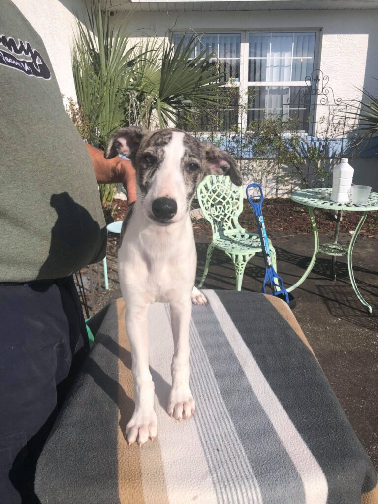 whippet puppy in florida