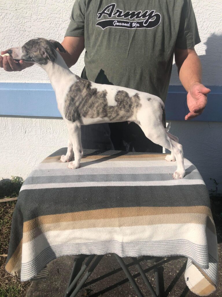top quality whippets in florida
