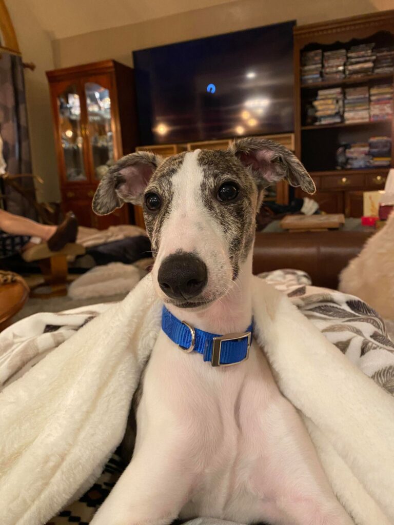 male whippet puppy