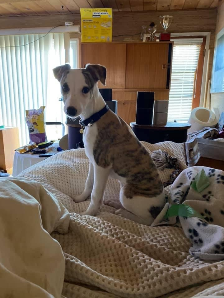 fawn brindle female whippet puppy in california