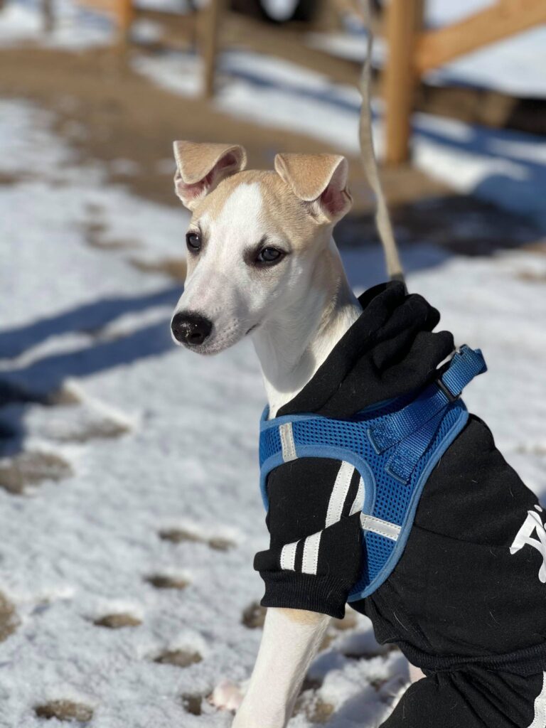 whippet dressed for the snow