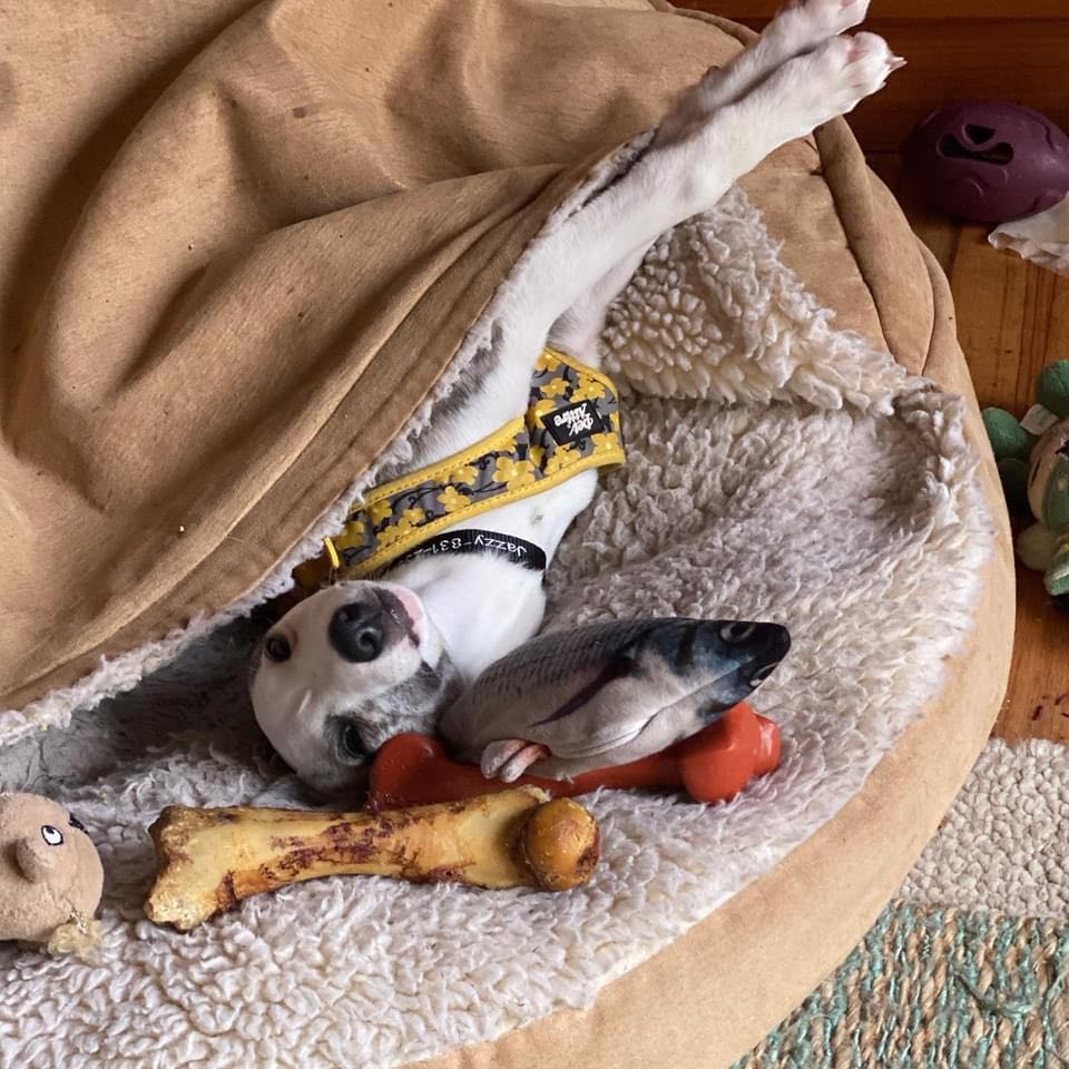whippets love cozy bedding