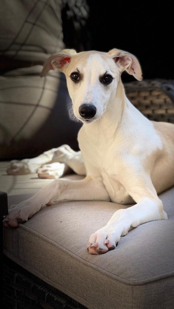 fawn whippet male in California