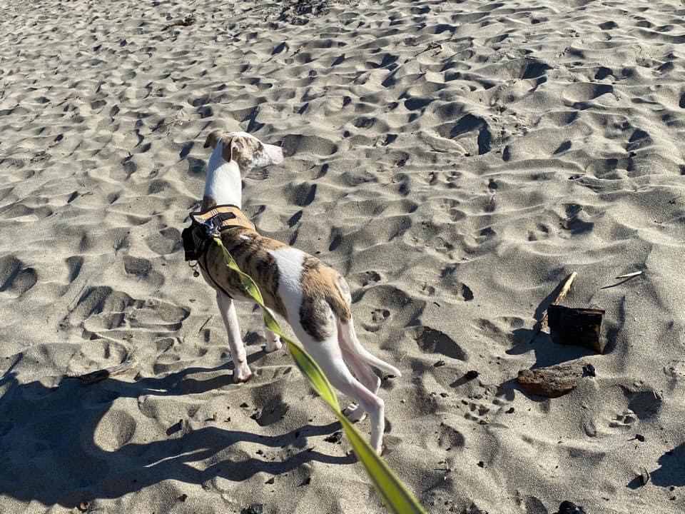 whippet puppy at the california beach