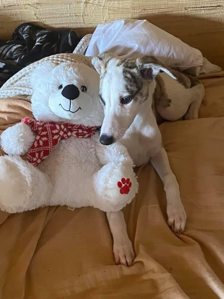 whippet with her teddy bear