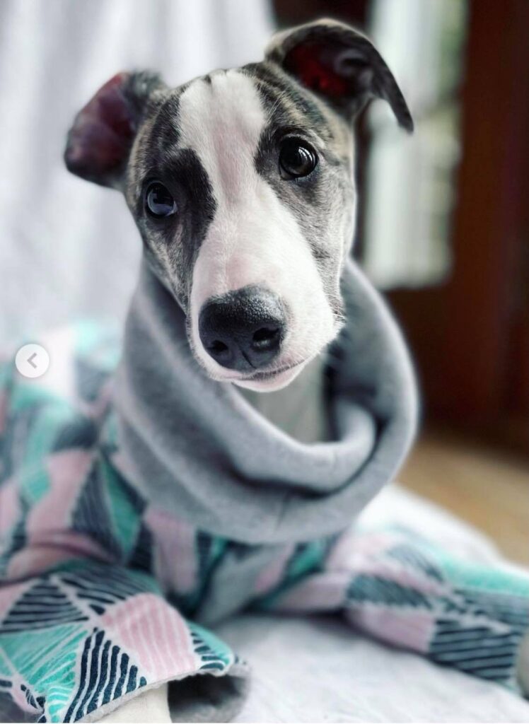 whippet in a sweater