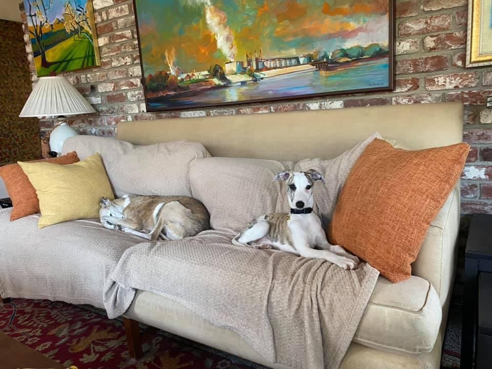 whippets in california