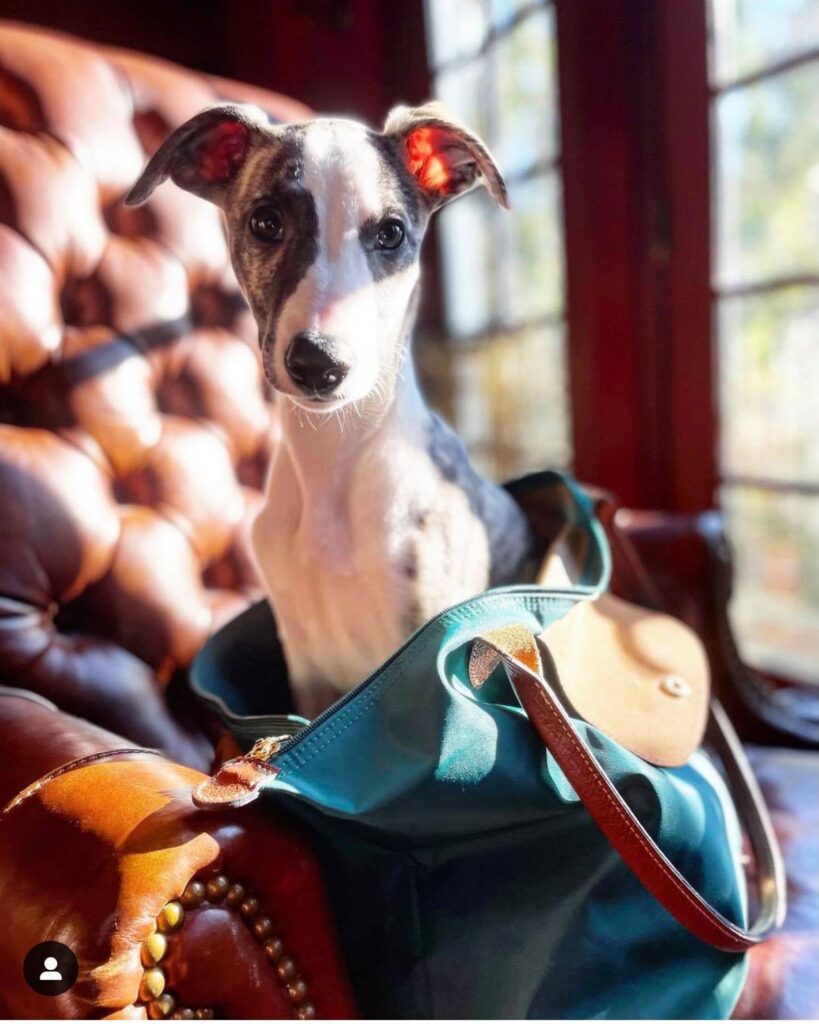 whippet puppy fits in purse