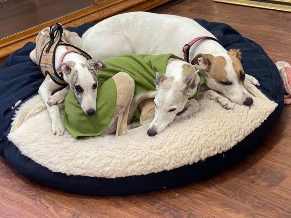 whippets love other whippets