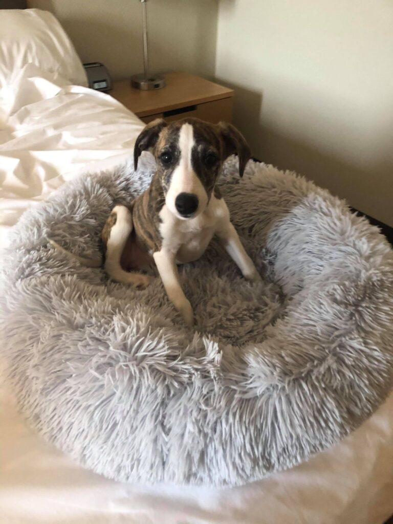 shipped whippet from washington to canada