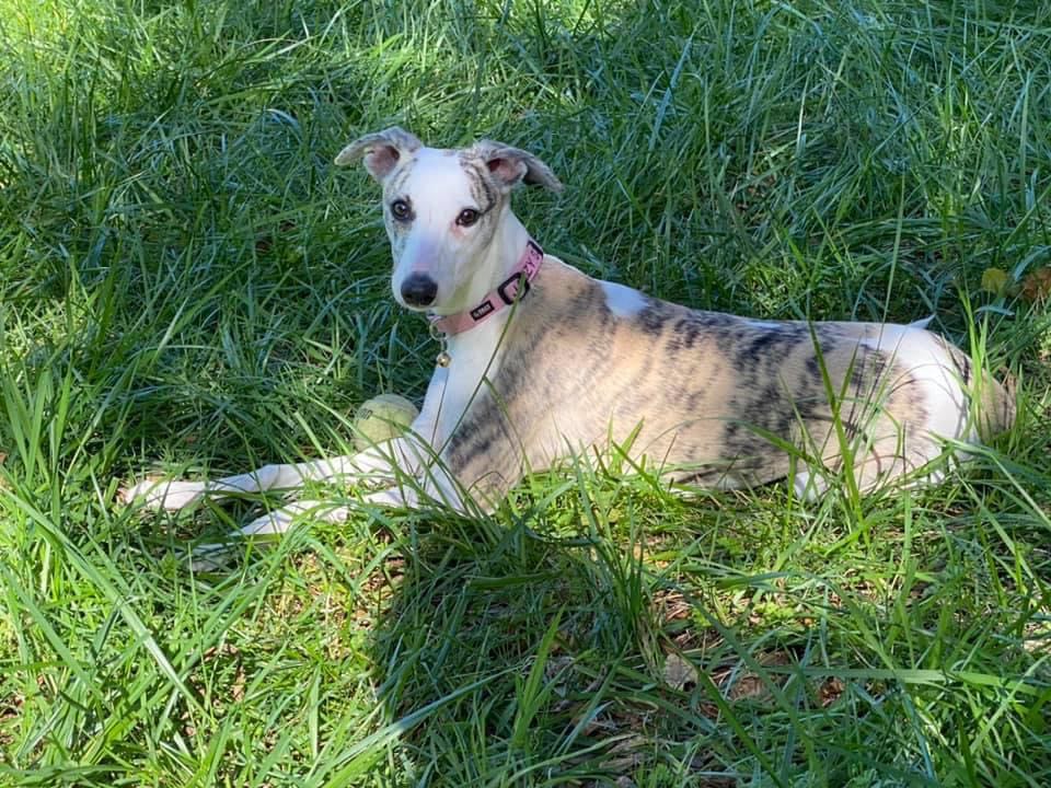whippet laying in the grass