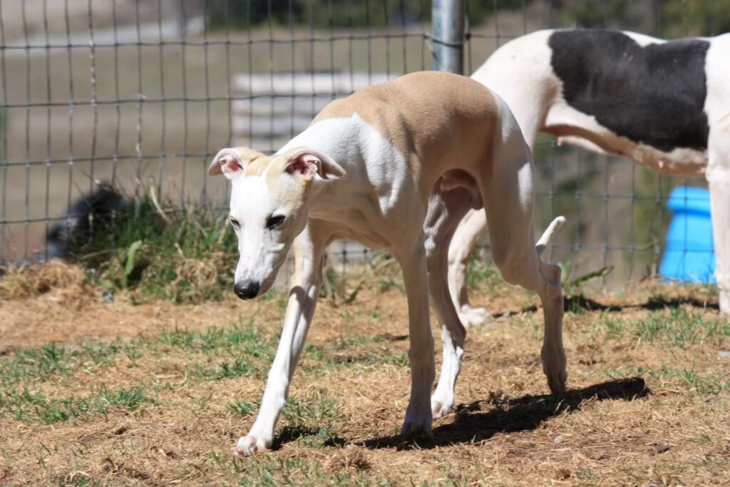 red fawn whippet