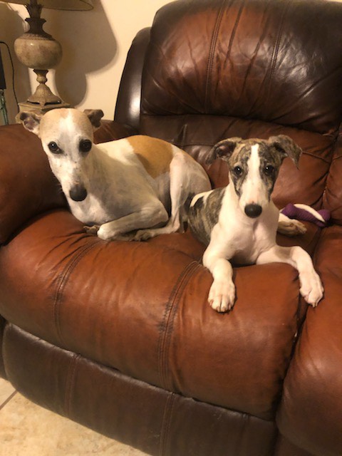 Florida whippets