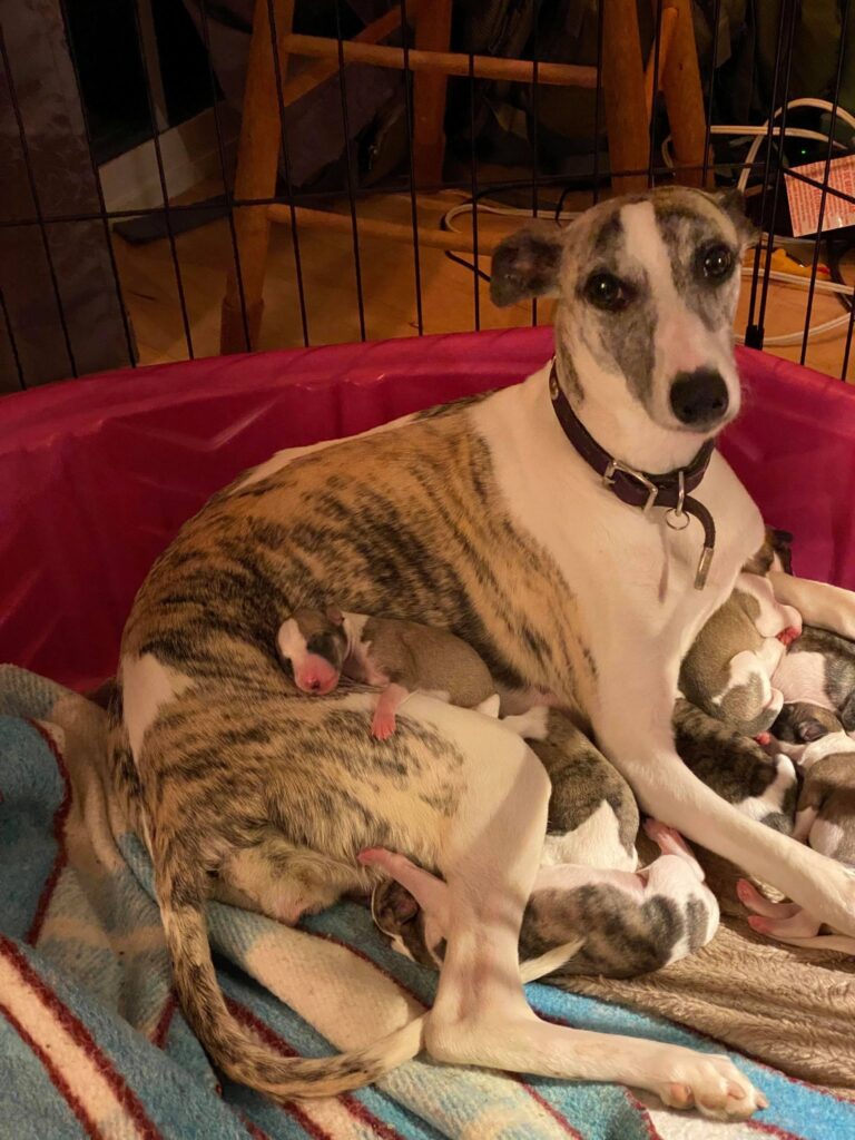 whippet moms are the best