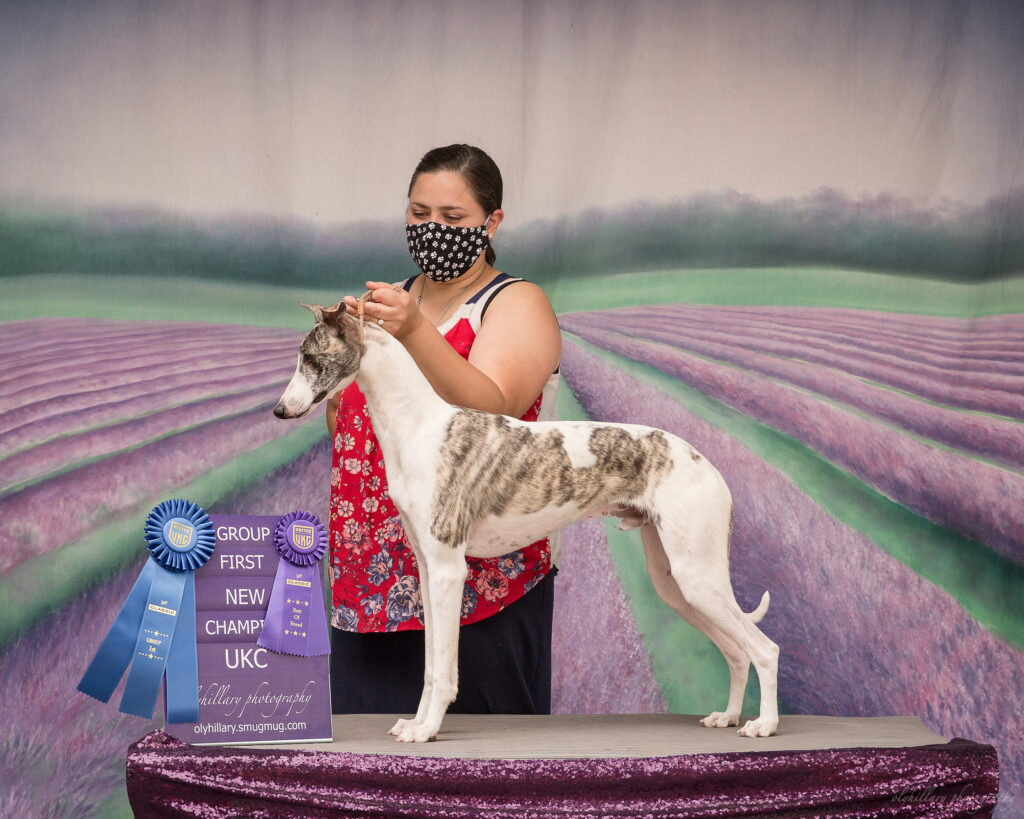show whippet
