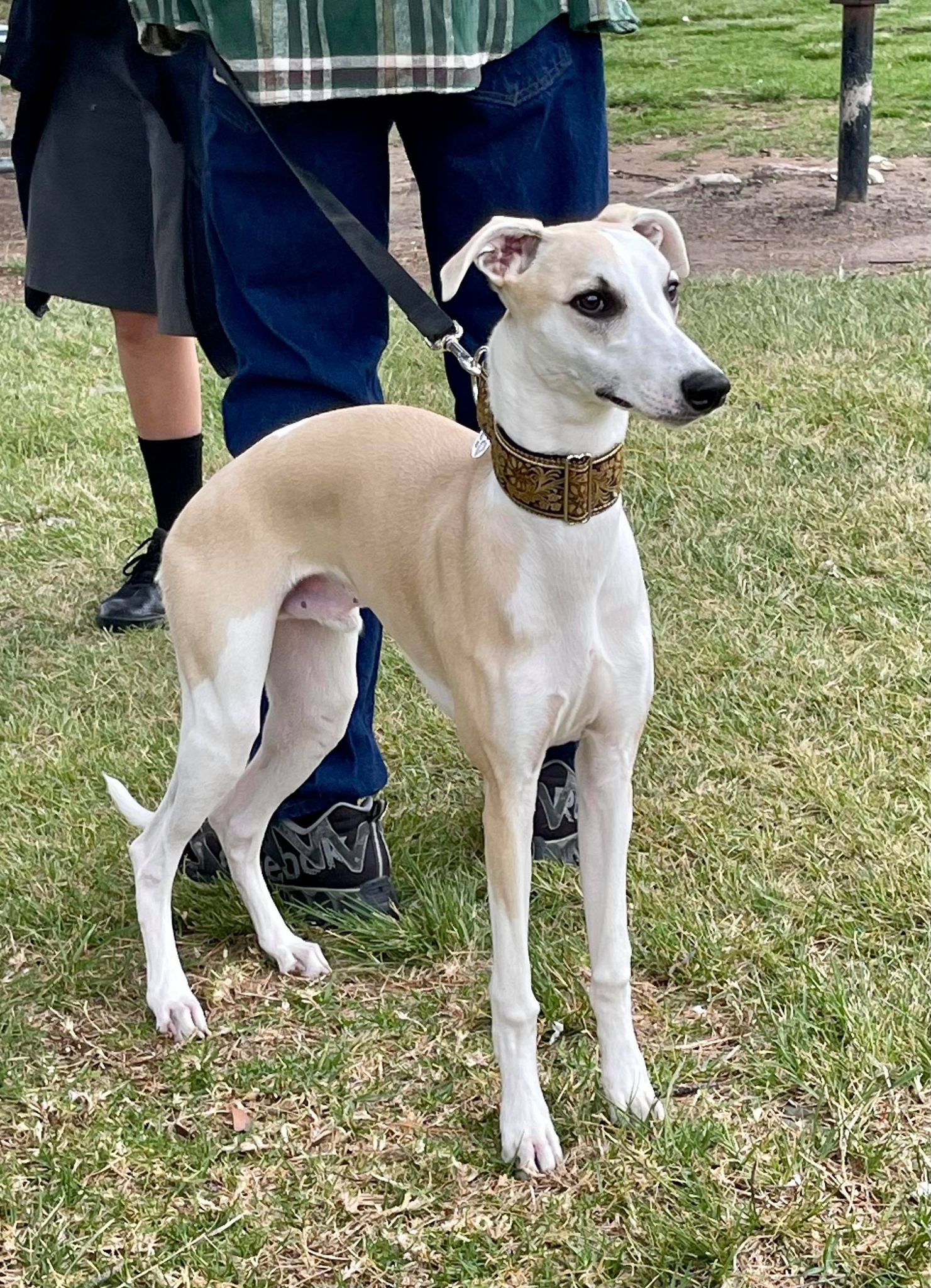 Fawn and white whippet male in california