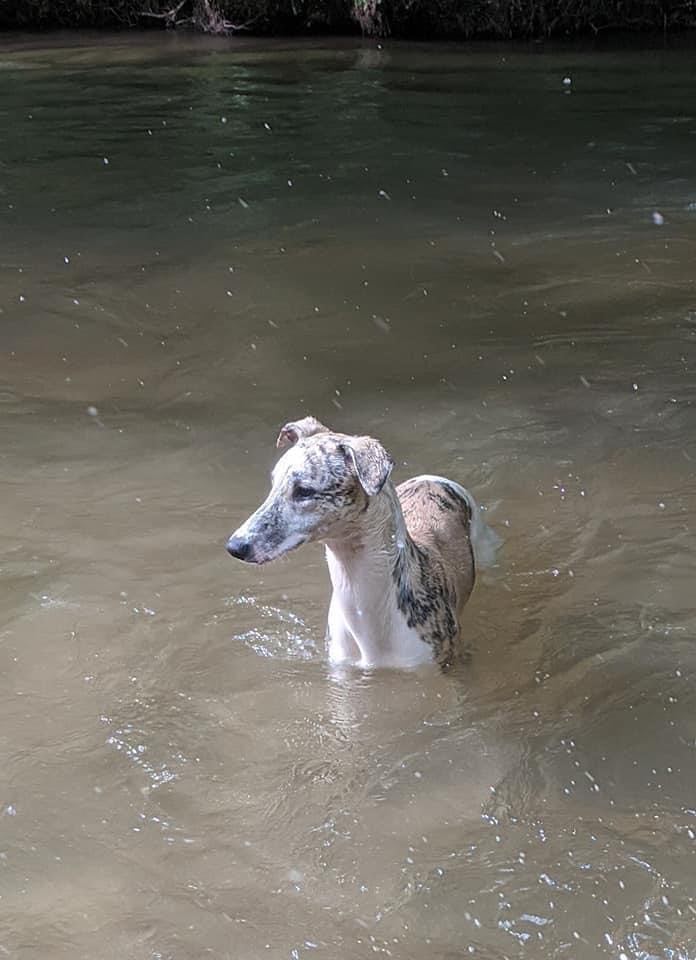 whippet swimming