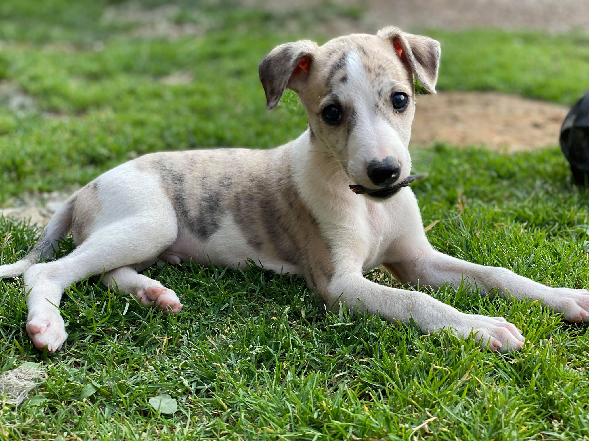 show quality whippet breeder in Arizona