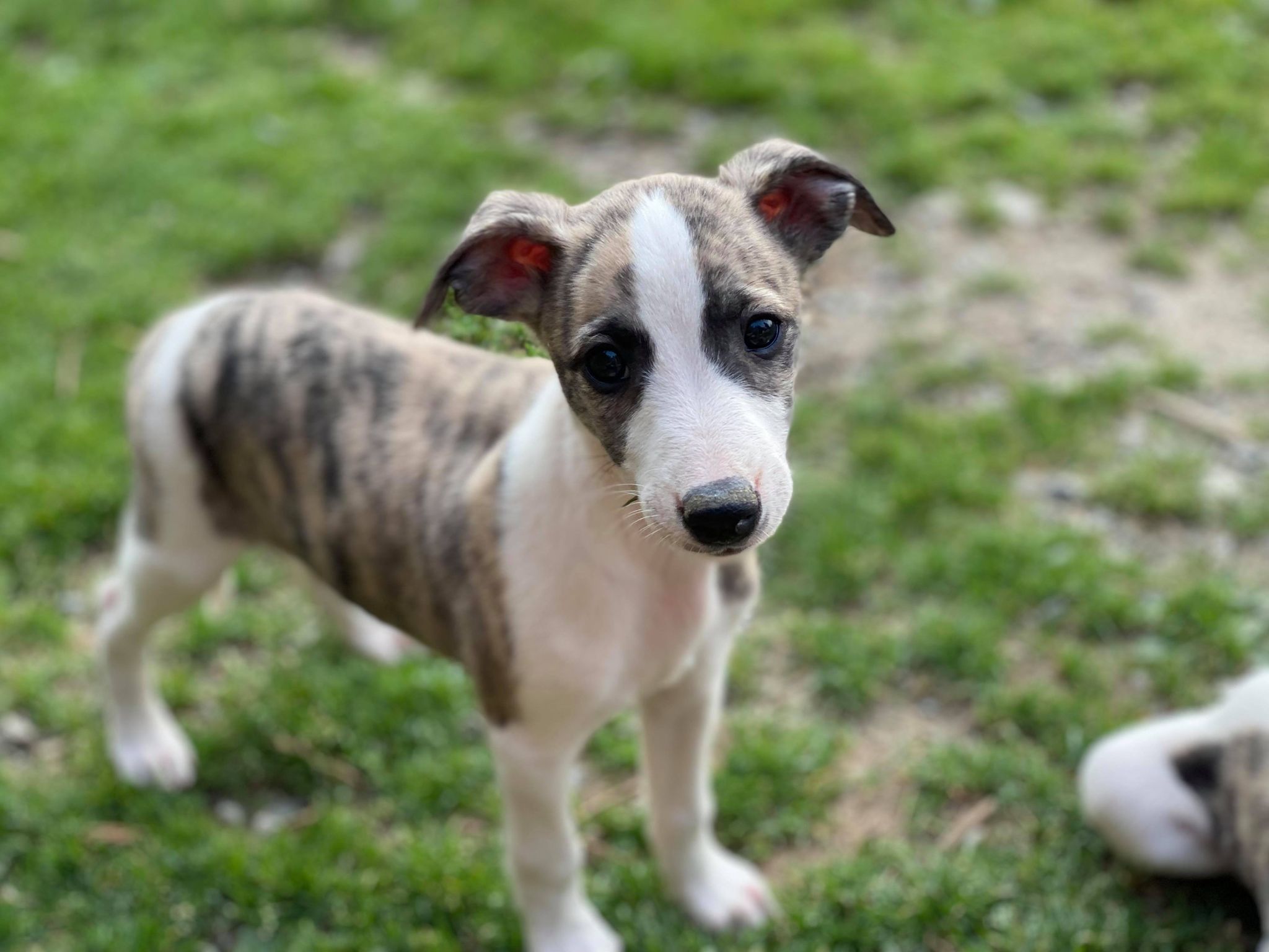 whippet puppies for sale in Arizona