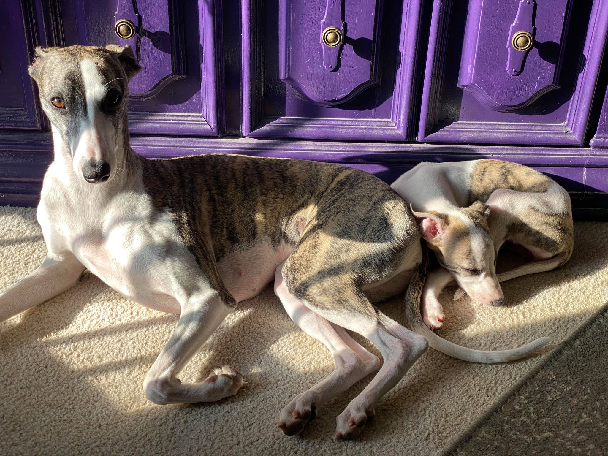 show quality whippet puppies for sale in Arizona